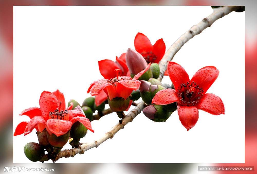木棉花