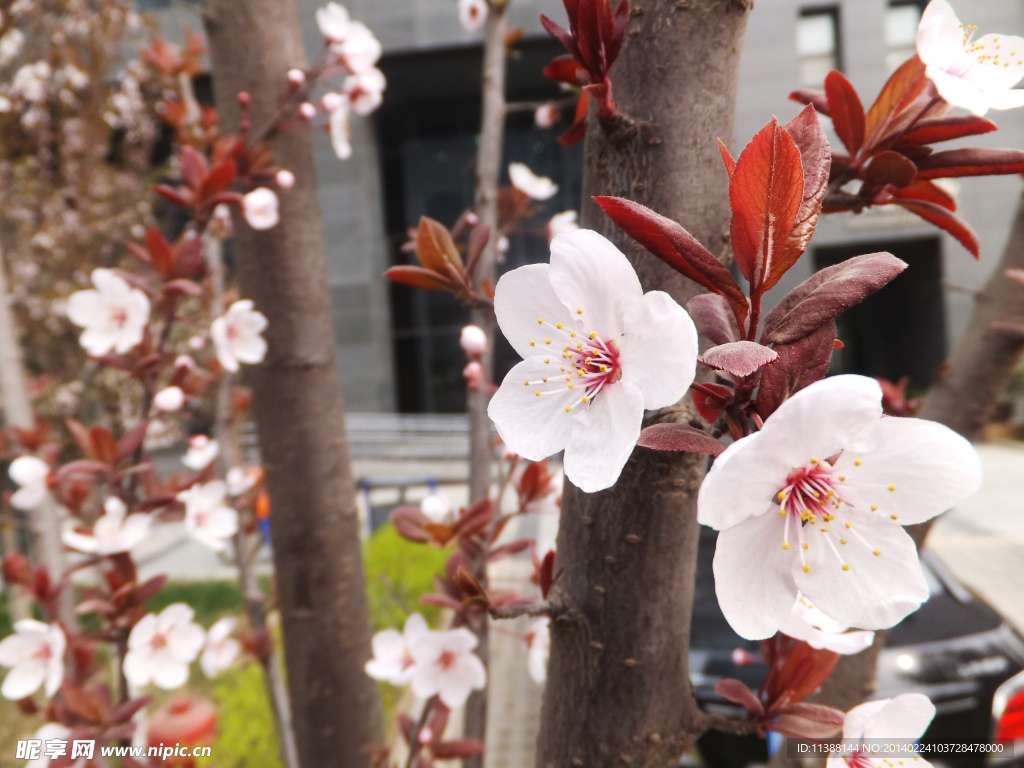 樱花