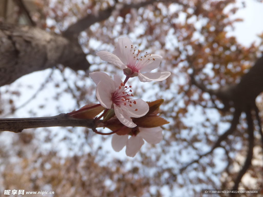 樱花