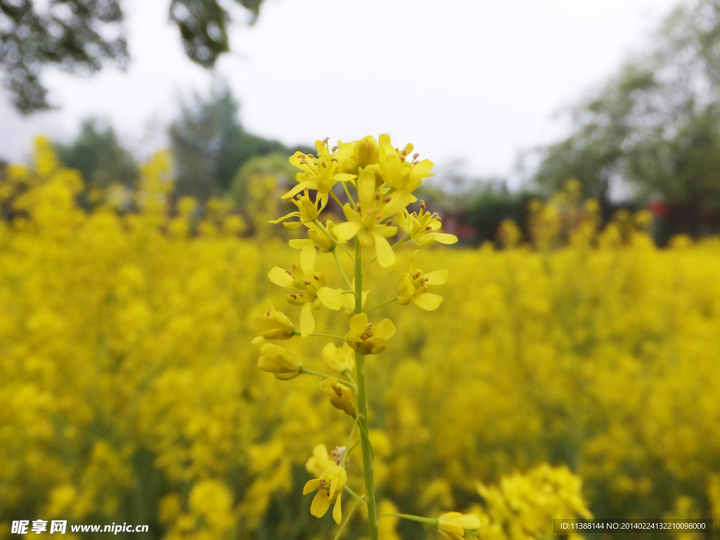 油菜花