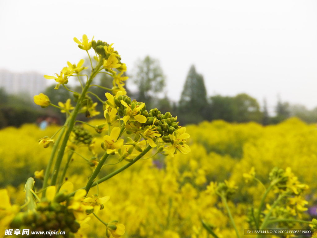 油菜花