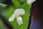 春雨 豌豆花 白色