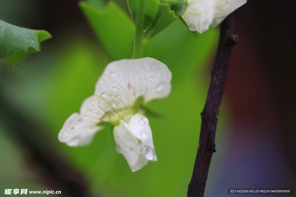 春雨 豌豆花 白色