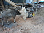 萨摩耶