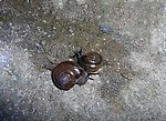 蜗牛