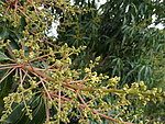 芒果花