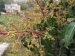 芒果花