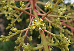 芒果花