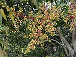 芒果花