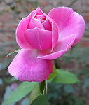 玫瑰花