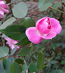 玫瑰花