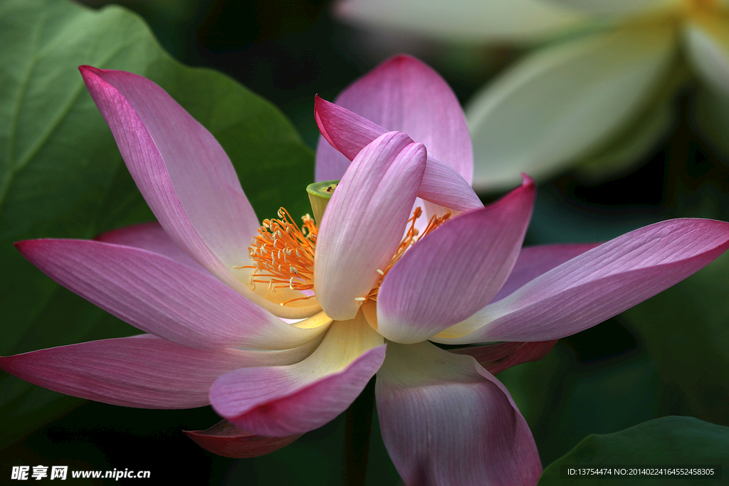 莲花