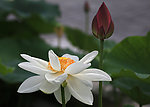 白莲花