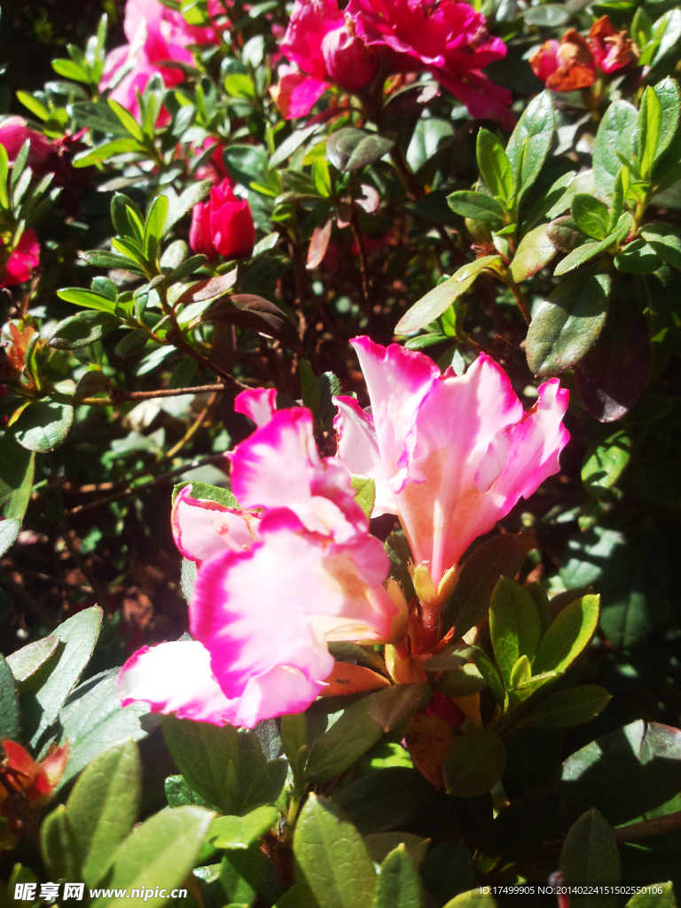 杜鹃花