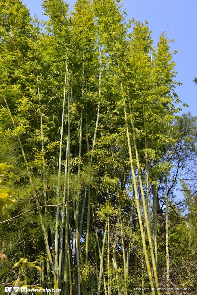 风景素材