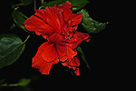 芙蓉花