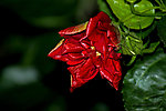 芙蓉花