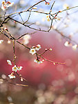 冬末梅花