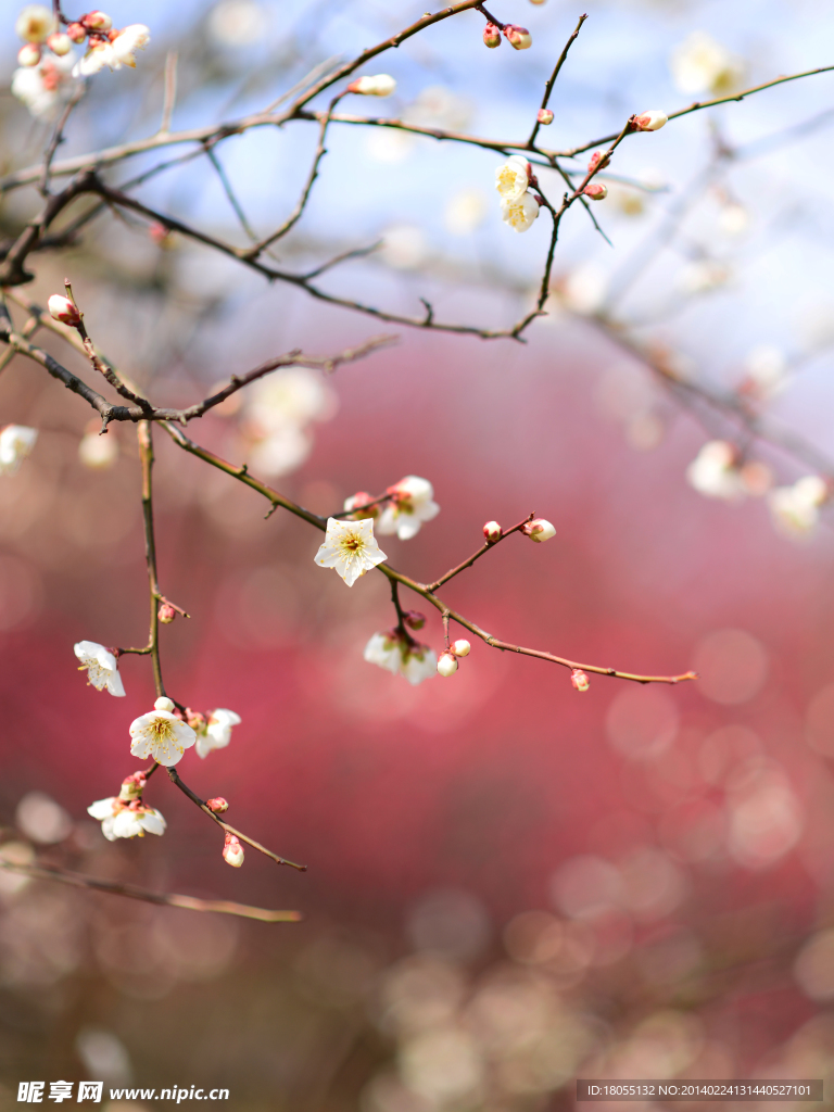 冬末梅花