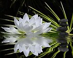莲花