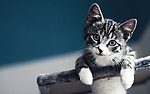 猫咪