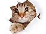 猫咪