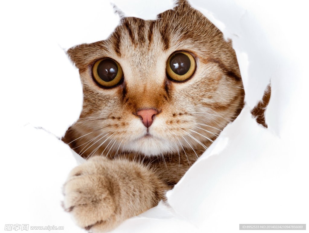 猫咪