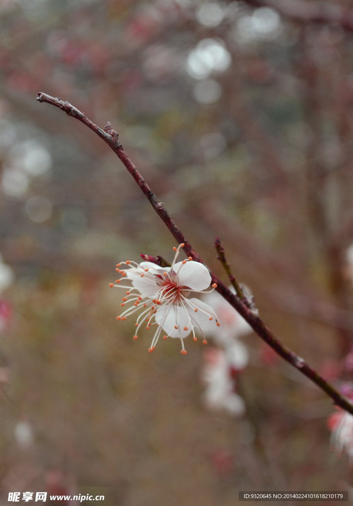 梅花