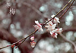 梅花