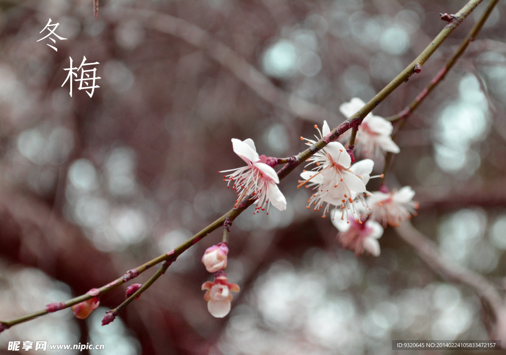 梅花