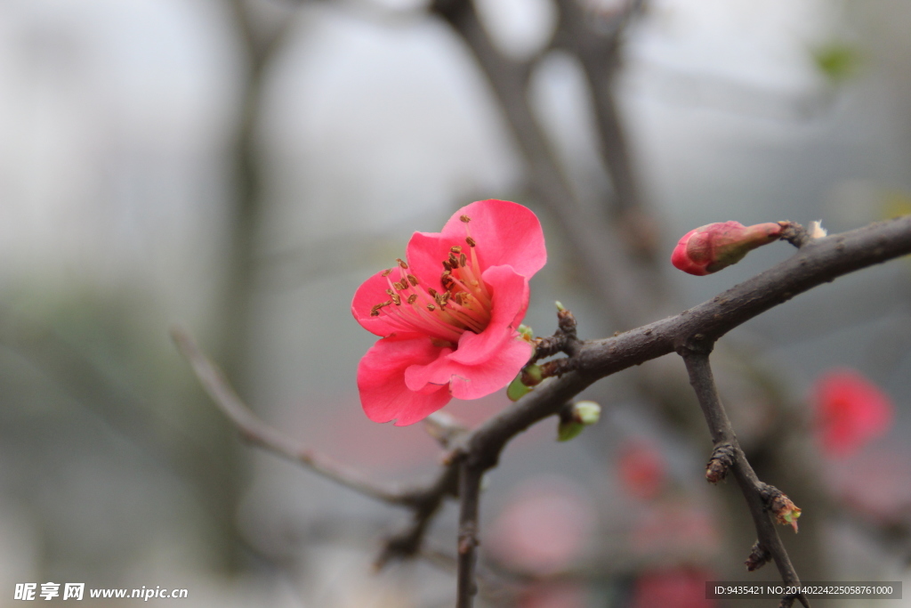 桃花