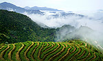 茶山