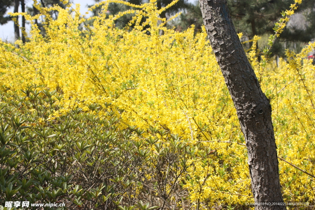 迎春花