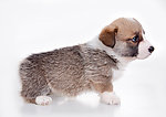 小狗 柯基犬