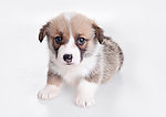 小狗 柯基犬