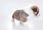 小狗 柯基犬