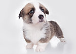 小狗 柯基犬