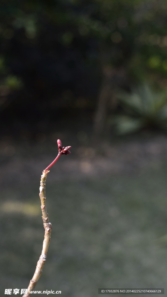 新生嫩芽