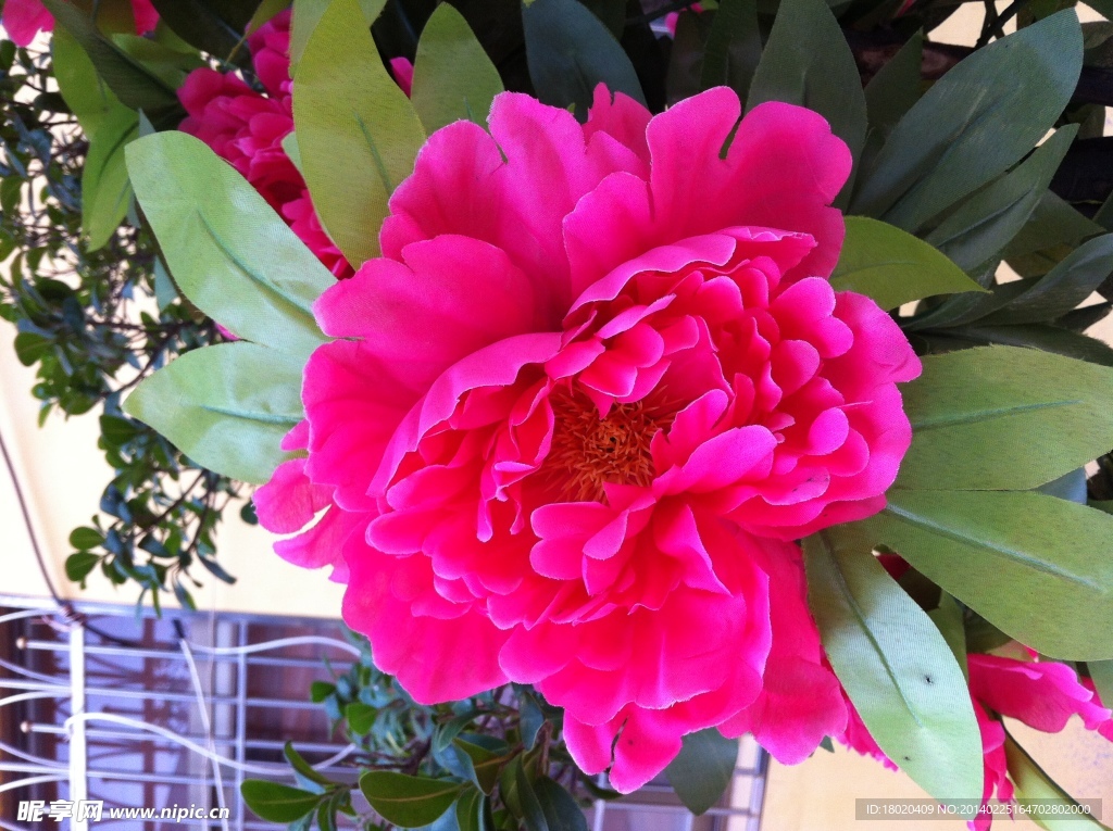 红色的花