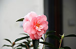 山茶花