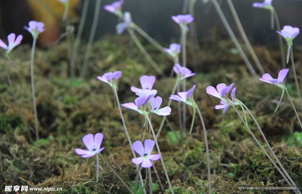 紫色小花