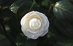 山茶花