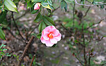 山茶花