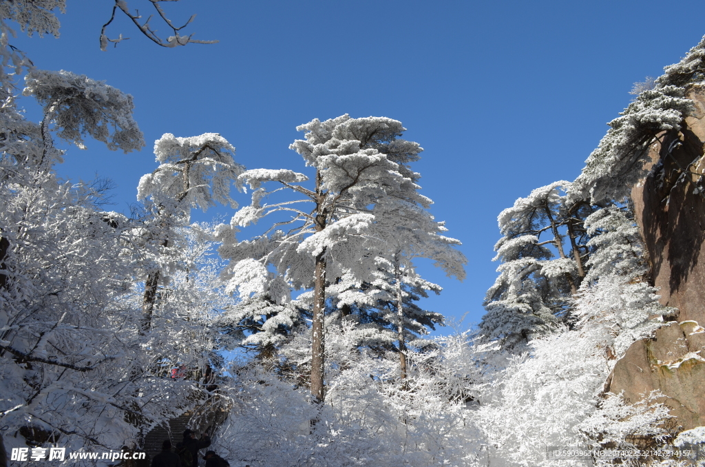 黄山雪松