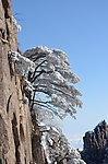 黄山雪松