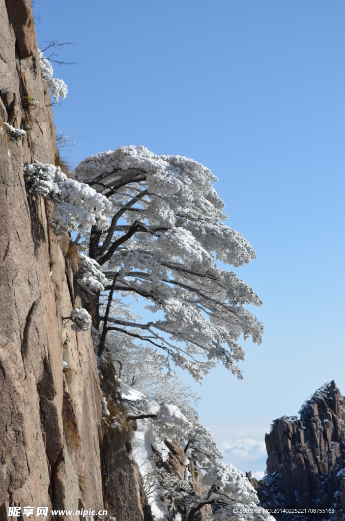 黄山雪松