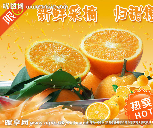 新鲜采摘秭归甜橙
