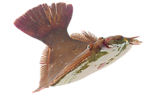 钓鱼