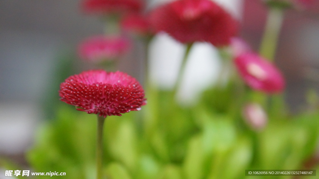 小雏菊