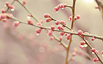 桃花花蕾